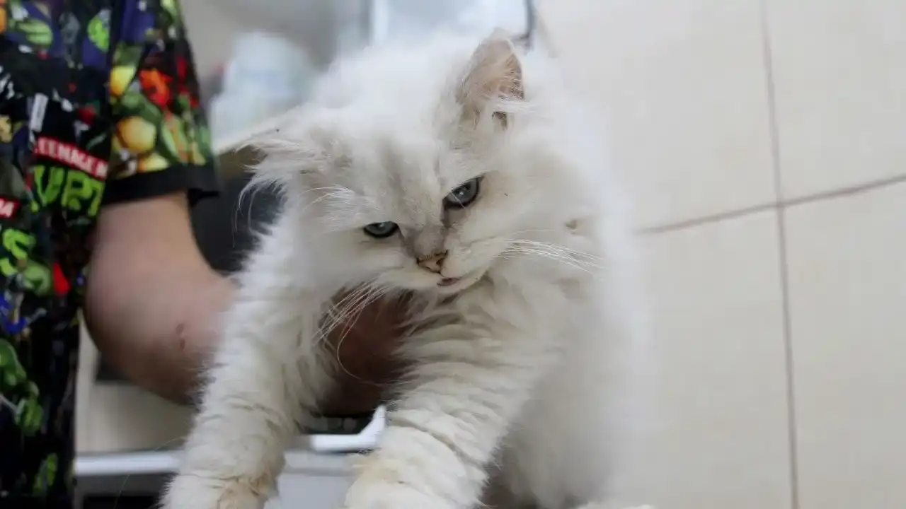 Adana’da Sokak Kedisiyle İlgili Şaşırtan Gerçek: Veterinerler Bile Şaşkın! 2